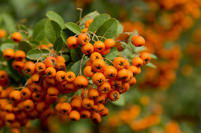 Close-up of fruits growing on tree