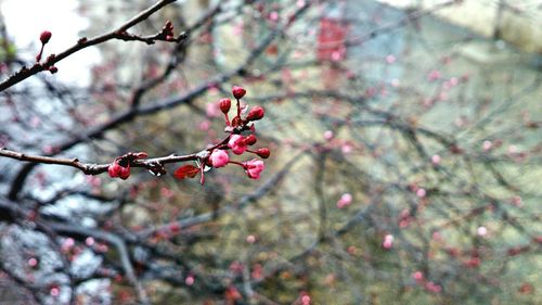 Close-up of cherry blossom on tree