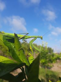 Close-up of insect on plant against sky