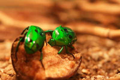 Close-up of beetles eating food on field