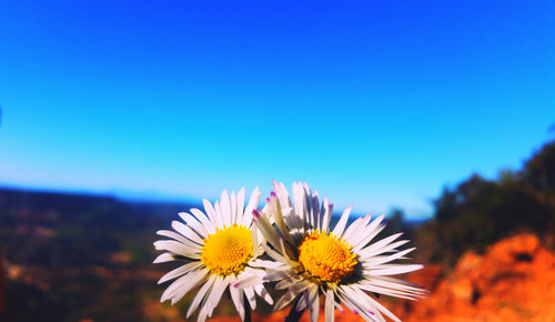 Close-up of white flowering plants against blue sky