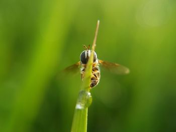 Close-up of insect on plant