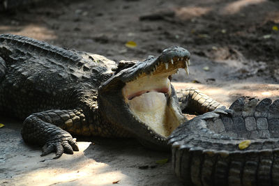 Close-up of a lizard