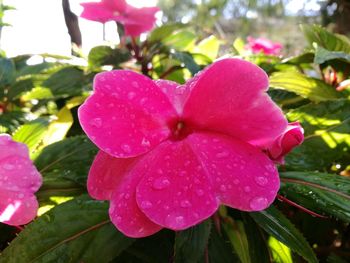 Close-up of wet pink flower blooming outdoors