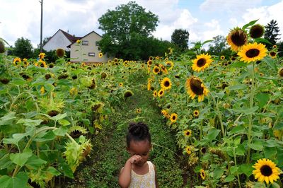 Girl standing amidst sunflower plants on field against sky