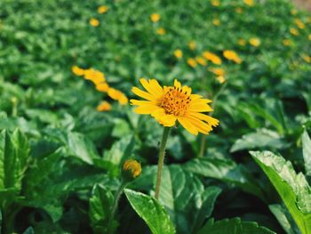 Close-up of yellow flowers blooming outdoors