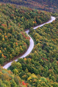 High angle view of road amidst trees