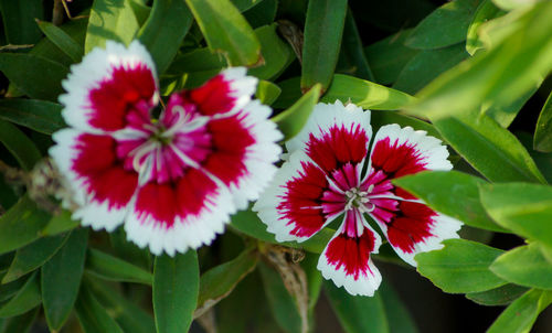 Close-up of red dahlia blooming outdoors