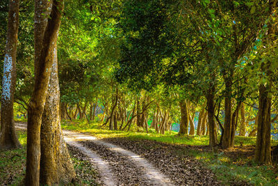 Dirt road amidst trees in forest