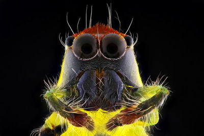 Close-up of insect over black background