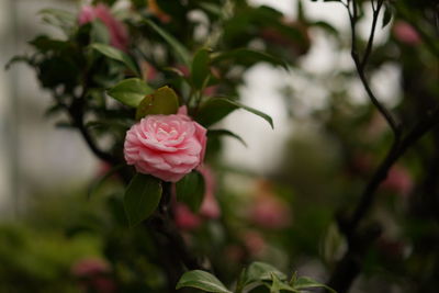 Close-up of pink rose blooming outdoors