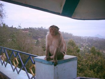 Portrait of monkey on tree against sky