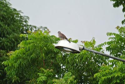 Low angle view of bird perching on a tree