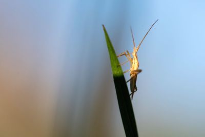 Close-up of insect on plant