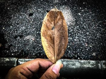 Close-up of hand holding maple leaf