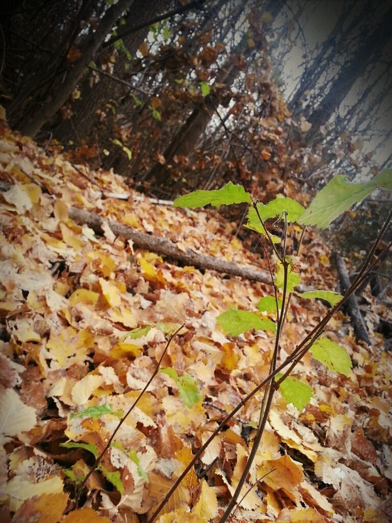 leaf, autumn, change, leaves, season, dry, fallen, tree, nature, forest, tranquility, tree trunk, falling, day, growth, maple leaf, outdoors, close-up, natural pattern, no people