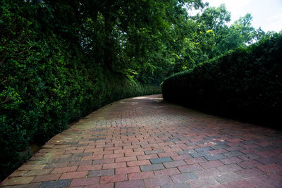 Footpath amidst trees