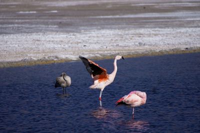 Birds in lake