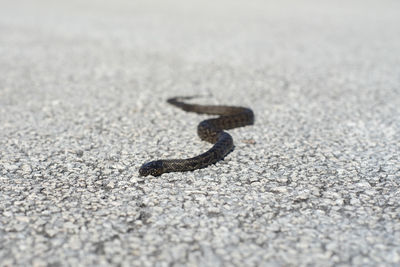 Surface level of snake on road