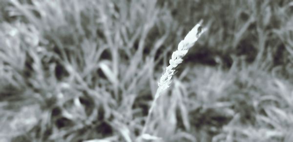 Close-up of snow on field