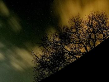 Tree against sky at night