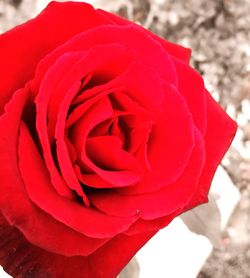 Close-up of red rose