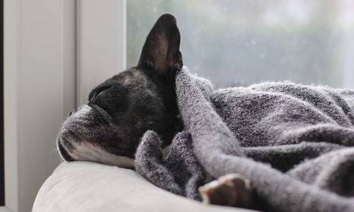 Close-up of dog sleeping on bed