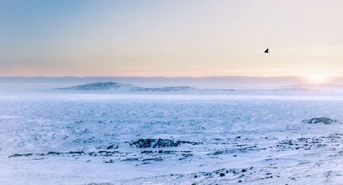 Bird flying through a scenic view of frozen sea during sunset