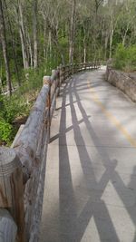 Shadow of tree trunks in forest