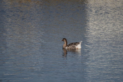 Duck swimming in lake