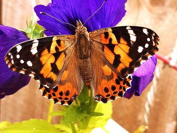 Close-up of butterfly pollinating on flower