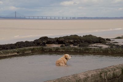 Dog standing in sea against sky