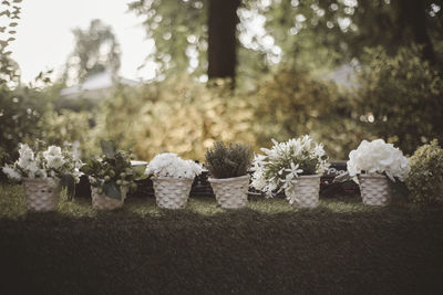 View of flowering plants in park