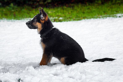 Black dog on snow field
