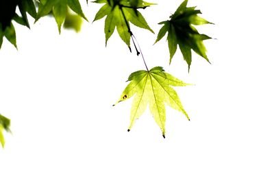 Close-up of leaves