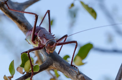 Close-up of armored cricket insect perching on branch