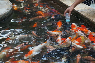 View of fish swimming in pond