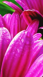 Macro shot of water drops on pink flower