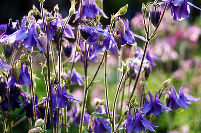 Close-up of purple flowering plants on field