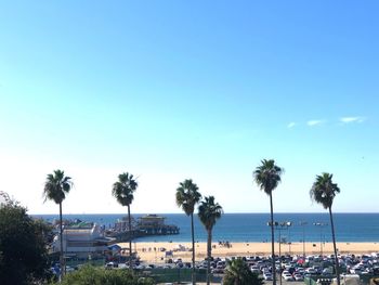 Palm trees on beach against blue sky