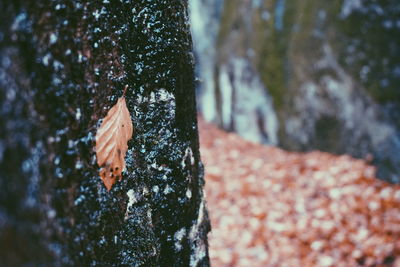 Close-up of tree trunk in forest