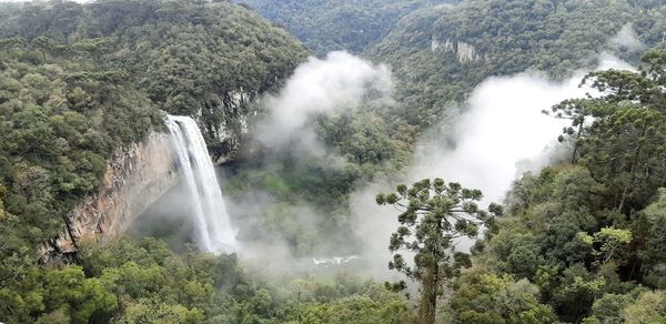 Scenic view of waterfall in forest