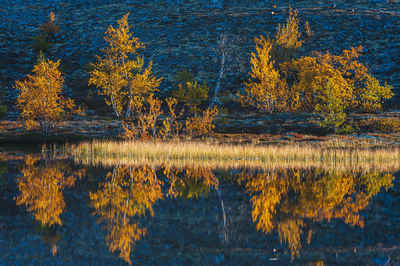 Birch trees reflected in still lake autumn colors