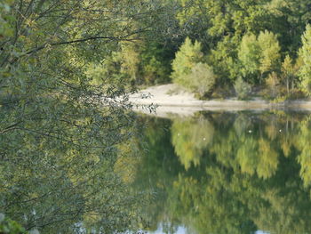 Reflection of trees in lake