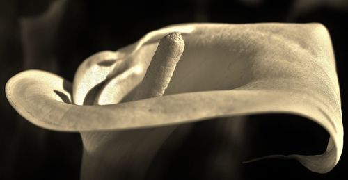 Close-up of calla lily blooming outdoors