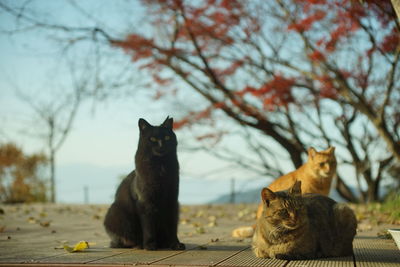 animal themes