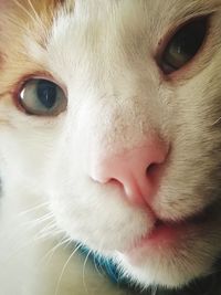 Close-up portrait of cat