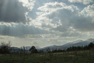 Scenic view of field against sky