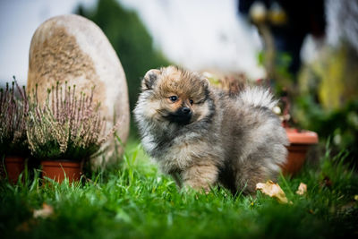 View of an animal on field