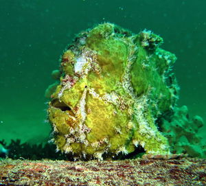 Close-up of fish swimming in sea